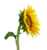 Single Sunflower Isolated On White Royalty Free Stock Image