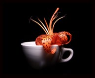 Single Tiger Lily In A Cup Royalty Free Stock Photography Single Tiger Lily In A Cup Royalty Free Stock Photography