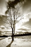 Single Tree And Drive Way Stock Photography Single Tree And Drive Way Stock Photography
