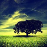 Single Tree In The Field Royalty Free Stock Image