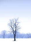 Single Tree In The Middle Of Snow Royalty Free Stock Photography Single Tree In The Middle Of Snow Royalty Free Stock Photography