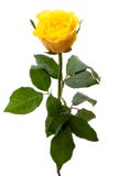 Single yellow rose
