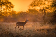 A single young waterbuck kobus ellipsiprymnus stock photography A single young waterbuck kobus ellipsiprymnus stock photography