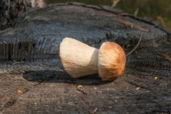 Singolo boletus del fungo di porcini edulis, porcino o bolete di re immagine stock libera da diritti Singolo boletus del fungo di porcini edulis, porcino o bolete di re immagine stock libera da diritti