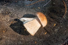 Singolo boletus del fungo di porcini edulis, porcino o bolete di re su fondo di legno naturale fotografia stock libera da diritti Singolo boletus del fungo di porcini edulis, porcino o bolete di re su fondo di legno naturale fotografia stock libera da diritti