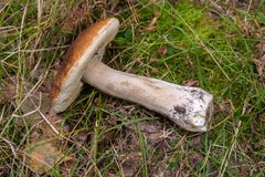 Singolo boletus edulis, porcino, porcino, porcino del fungo di porcini immagine stock libera da diritti Singolo boletus edulis, porcino, porcino, porcino del fungo di porcini immagine stock libera da diritti