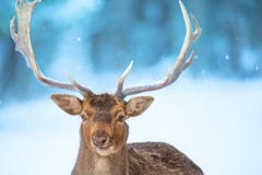 Singolo ritratto nobile adulto dei cervi con i grandi bei corni con neve sul fondo della foresta di inverno Paesaggio europeo del immagini stock libere da diritti Singolo ritratto nobile adulto dei cervi con i grandi bei corni con neve sul fondo della foresta di inverno Paesaggio europeo del immagini stock libere da diritti