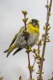 Siskin eurasiático en una rama foto de archivo libre de regalías Siskin eurasiático en una rama foto de archivo libre de regalías