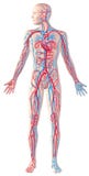 Sistema circulatório humano, figura completa, illustrat cortante da anatomia ilustração stock Sistema circulatório humano, figura completa, illustrat cortante da anatomia ilustração stock