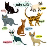 Sistema de caracteres de los gatos de la historieta Imagenes de archivo Sistema de caracteres de los gatos de la historieta Imagenes de archivo