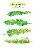 Sistema de la acuarela de hojas de palma La palma pintada a mano ramifica y el plátano se va libre illustration Sistema de la acuarela de hojas de palma La palma pintada a mano ramifica y el plátano se va libre illustration