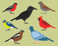 Sistema de pájaros planos, aislado en fondo diversos pájaros tropicales y nacionales, pájaros simples del estilo de la historieta stock de ilustración Sistema de pájaros planos, aislado en fondo diversos pájaros tropicales y nacionales, pájaros simples del estilo de la historieta stock de ilustración