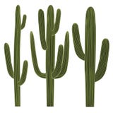 Sistema del cactus del Saguaro libre illustration Sistema del cactus del Saguaro libre illustration
