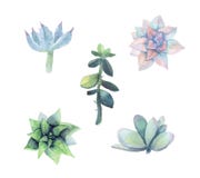 Sistema del succulent de la acuarela stock de ilustración Sistema del succulent de la acuarela stock de ilustración