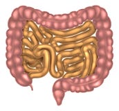Sistema digestivo pequeño y del intestino grueso stock de ilustración Sistema digestivo pequeño y del intestino grueso stock de ilustración