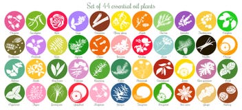 Sistema grande de 44 etiquetas planas del aceite esencial Siluetas blancas ilustración del vector Sistema grande de 44 etiquetas planas del aceite esencial Siluetas blancas ilustración del vector