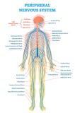Sistema nervoso periferico, diagramma medico dell'illustrazione di vettore con lo schema completo del nervo del corpo illustrazione di stock Sistema nervoso periferico, diagramma medico dell'illustrazione di vettore con lo schema completo del nervo del corpo illustrazione di stock