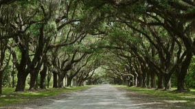 Sitio histórico de Wormsloe/Georgia/los E.E.U.U. Sitio histórico de Wormsloe/Georgia/los E.E.U.U.