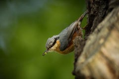 Sitta europaea. He lives throughout Europe. royalty free stock photography Sitta europaea. He lives throughout Europe. royalty free stock photography