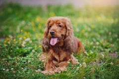 Sittande engelsk cockerspaniel Blåtthav, Sky & moln arkivbilder Sittande engelsk cockerspaniel Blåtthav, Sky & moln arkivbilder