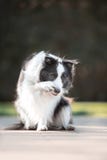Sitter drar skam över den svartvita hunden border collie för ståenden och royaltyfri bild Sitter drar skam över den svartvita hunden border collie för ståenden och royaltyfri bild