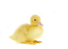 sitting-duck-4167141.jpg