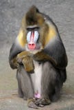 Sitting Mandrill Stock Photo Sitting Mandrill Stock Photo
