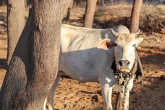Situación de la vaca detrás del árbol en área del pueblo rural fotografía de archivo libre de regalías Situación de la vaca detrás del árbol en área del pueblo rural fotografía de archivo libre de regalías