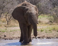 Situación masculina en agua, movimiento del elefante africano durante la consumición foto de archivo Situación masculina en agua, movimiento del elefante africano durante la consumición foto de archivo