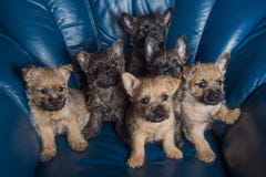 wheaten brindle cairn terrier