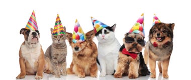 Six cute dogs and cats wearing birthday hats