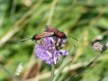 Six spot burnet, Zygaena filipendulae mating on a flower macro. Two Zygaena filipendulae Six spot burnet, red spotted black wings insect mating on a purple Stock Photography Six spot burnet, Zygaena filipendulae mating on a flower macro. Two Zygaena filipendulae Six spot burnet, red spotted black wings insect mating on a purple Stock Photography
