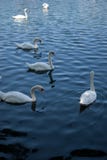 Six Swans swimming around the lake royalty free stock images Six Swans swimming around the lake royalty free stock images