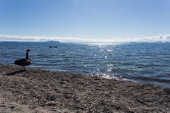 SjöTaupo svart svan royaltyfri fotografi SjöTaupo svart svan royaltyfri fotografi