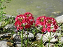 Skacze przy Zagreb ` s ogródem botanicznym, flora, 14 Obrazy Stock Skacze przy Zagreb ` s ogródem botanicznym, flora, 14 Obrazy Stock