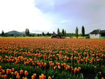 Skagit Valley Tulip Festival royalty free stock images Skagit Valley Tulip Festival royalty free stock images