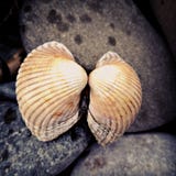 skal fotografering för bildbyråer skal fotografering för bildbyråer