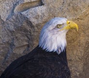 Skalliga Eagle konung av himlen arkivbild Skalliga Eagle konung av himlen arkivbild