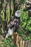 Skalliga Eagle Profile Full Length arkivbild Skalliga Eagle Profile Full Length arkivbild