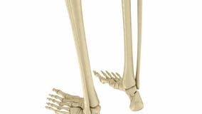 Skeletal foot anatomy. Human skeleton. Medically accurate