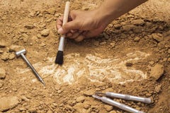 Skeleton And Archaeological Tools.Training For Dig Fossil.Simula Stock Photography Skeleton And Archaeological Tools.Training For Dig Fossil.Simula Stock Photography