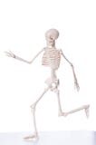 Skelett getrennt stockfoto Skelett getrennt stockfoto