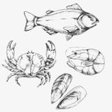Sketch set of seafood. Hand drawn vector illustration vector illustration Sketch set of seafood. Hand drawn vector illustration vector illustration