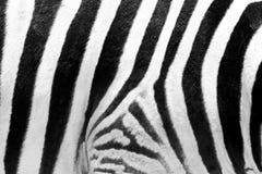 Skin Of Zebra Stock Photography