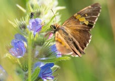 Skipper lands on Echium vulgaris to drink nectar. stock image Skipper lands on Echium vulgaris to drink nectar. stock image