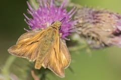A skipper butterfly on Southampton Common stock photo A skipper butterfly on Southampton Common stock photo