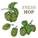 Skizzen der Hopfenanlage, Hopfen auf einer Niederlassung mit Blättern Stockbilder Skizzen der Hopfenanlage, Hopfen auf einer Niederlassung mit Blättern Stockbilder