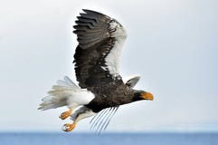 Skjuta i höjden örnen för hav för Steller ` s blå sky för bakgrund arkivfoto Skjuta i höjden örnen för hav för Steller ` s blå sky för bakgrund arkivfoto