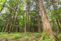 Skog för lövfällande träd med gröna sidor i delstatsparken för ett piggsvinbergvildmark i övrehalvön av Michigan - blick royaltyfria foton Skog för lövfällande träd med gröna sidor i delstatsparken för ett piggsvinbergvildmark i övrehalvön av Michigan - blick royaltyfria foton