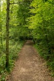 Skog på Caminoen de Santiago vid Roncesvalles royaltyfri fotografi Skog på Caminoen de Santiago vid Roncesvalles royaltyfri fotografi
